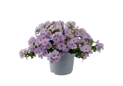 Junai.nl Sutera lichtpaars | 15 cm hoog | 10 cm pot