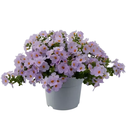Junai.nl Sutera lichtpaars | 15 cm hoog | 10 cm pot