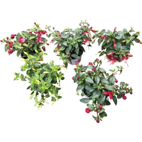 Junai.nl Fuchsia | gemengde kleuren | 25 cm hoog | 10 cm pot | per stuk