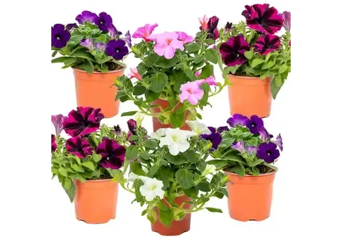 Junai.nl Petunia | gemengde kleuren | 15 cm hoog | 10 cm pot | per stuk