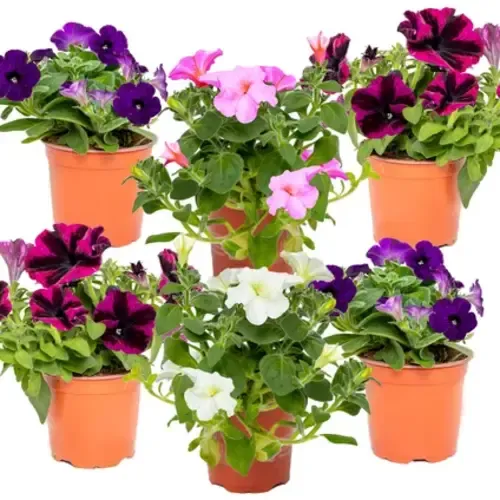 Junai.nl Petunia | gemengde kleuren | 15 cm hoog | 10 cm pot | per stuk