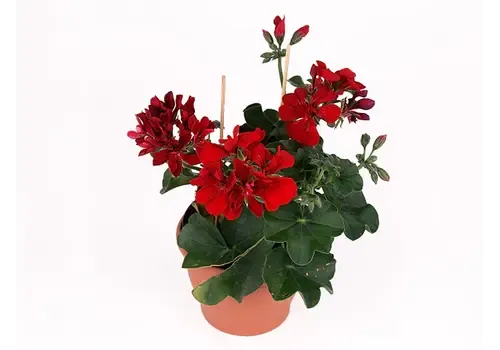 Junai.nl Pelargonium peltatum Royal Red | 15 cm hoog | 10 cm pot