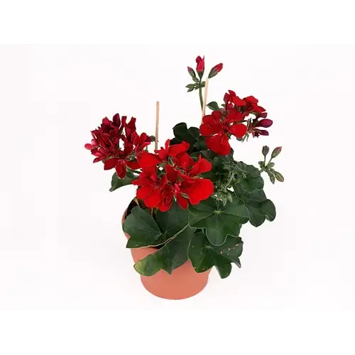 Junai.nl Pelargonium peltatum Royal Red | 15 cm hoog | 10 cm pot