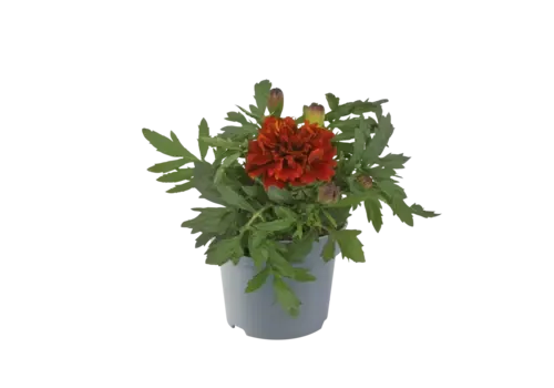 Junai.nl Afrikaantje (Tagetes) rood | 9 cm pot | ca. 10 cm hoog