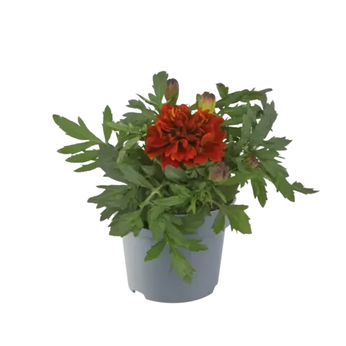 Junai.nl Afrikaantje (Tagetes) rood | 9 cm pot | ca. 10 cm hoog