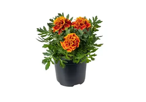 Junai.nl Afrikaantje | Tagetes ‘Honeycomb’ rood geel | ca. 15 cm hoog | 9 cm