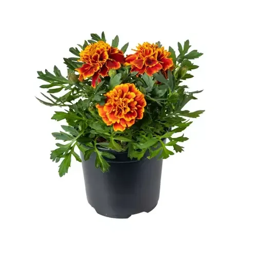 Junai.nl Afrikaantje | Tagetes ‘Honeycomb’ rood geel | ca. 15 cm hoog | 9 cm