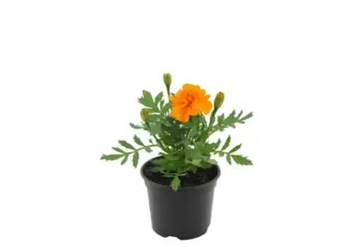 Junai.nl Afrikaantje (Tagetes) oranje | 9 cm pot | 10 cm hoog