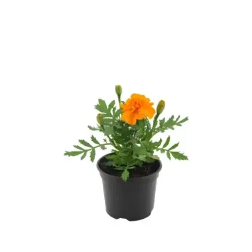 Junai.nl Afrikaantje (Tagetes) oranje | 9 cm pot | 10 cm hoog