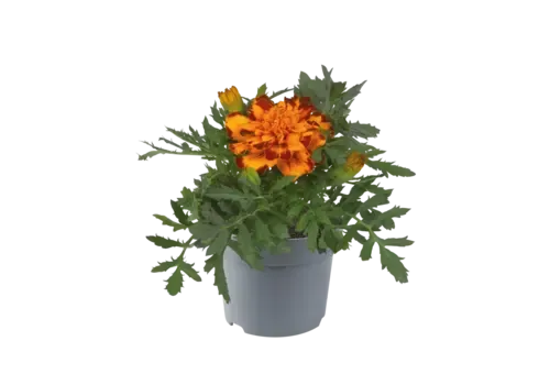 Junai.nl Afrikaantje (Tagetes) Bolero | oranje rood | 9 cm pot | 10 cm hoog