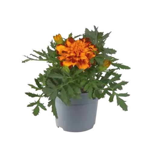 Junai.nl Afrikaantje (Tagetes) Bolero | oranje rood | 9 cm pot | 10 cm hoog
