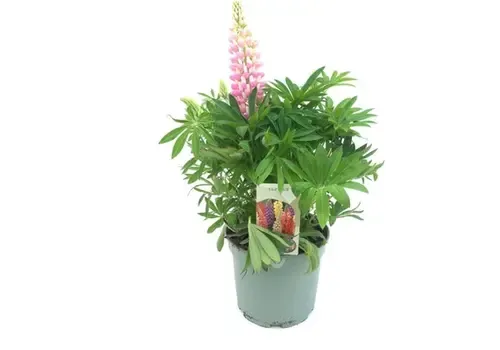 Junai.nl Lupinus 'Gallery' | 20 cm hoog | 13 cm pot | mix kleuren (per stuk)