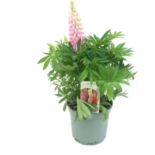 Junai.nl Lupinus 'Gallery' | 20 cm hoog | 13 cm pot | mix kleuren (per stuk)