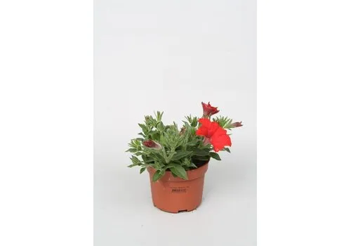 Junai.nl Petunia rood | 12 cm pot | ca. 15 cm hoog