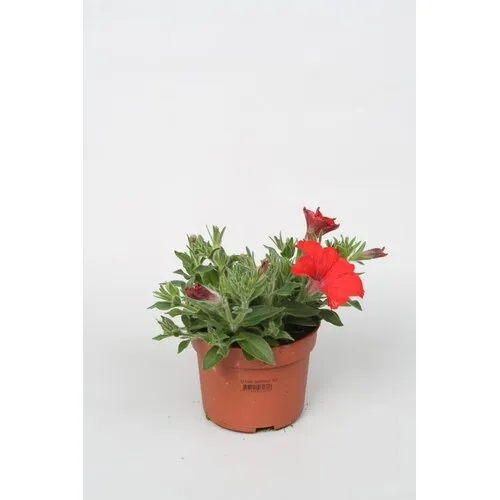 Junai.nl Petunia rood | 12 cm pot | ca. 15 cm hoog