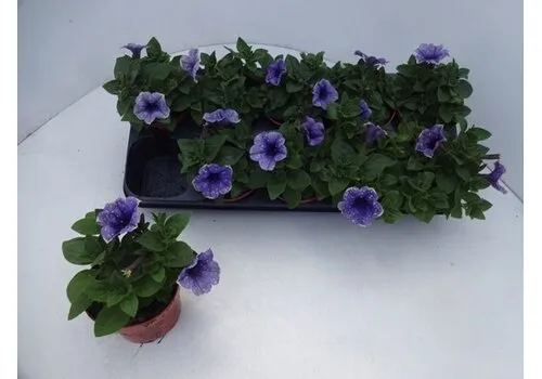 Junai.nl Petunia paars wit | 15 cm hoog | 12 cm pot | per stuk