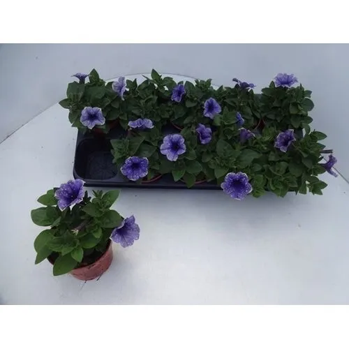 Junai.nl Petunia paars wit | 15 cm hoog | 12 cm pot | per stuk