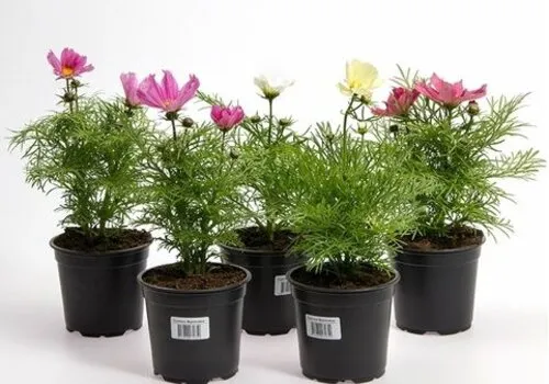 Junai.nl Cosmos bipinnatus | Sjieke ridderspoor | 10 cm pot | ca. 15–25 cm hoog (per stuk)