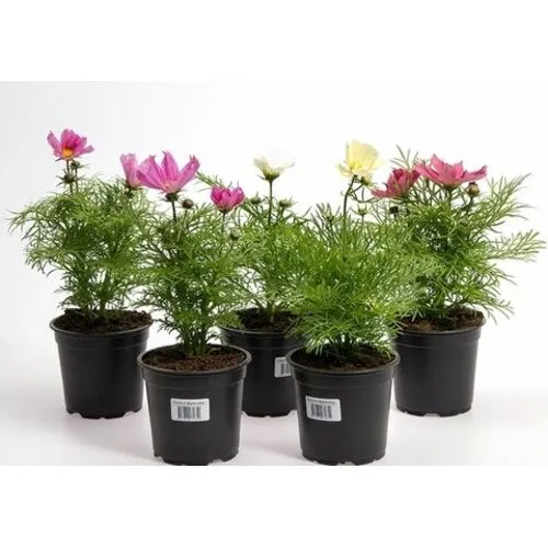 Junai.nl Cosmos bipinnatus | Sjieke ridderspoor | 10 cm pot | ca. 15–25 cm hoog (per stuk)