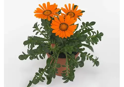 Junavera Gazania rigens 'Gazoo Clear Orange' | 10 cm pot | ca. 10-15 cm hoog