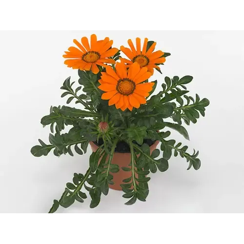 Junavera Gazania rigens 'Gazoo Clear Orange' | 10 cm pot | ca. 10-15 cm hoog