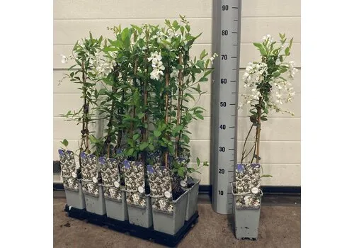 Junai.nl Exochorda racemosa 'Niagara' | Parelstruik | 70 cm hoog | 11 cm pot