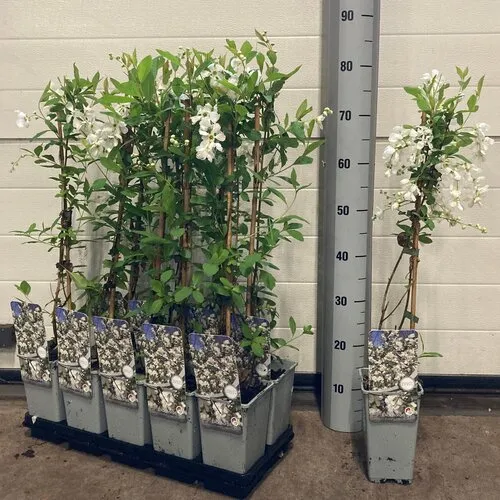 JUNAVERA Exochorda racemosa 'Niagara' | Parelstruik | 70 cm hoog | 11 cm pot