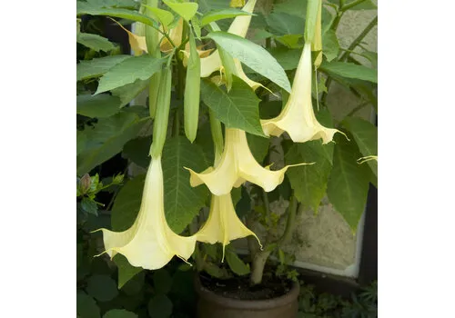 Junai.nl Brugmansia Datura aurea | Engelentrompet | 100 cm hoog | 32 cm pot