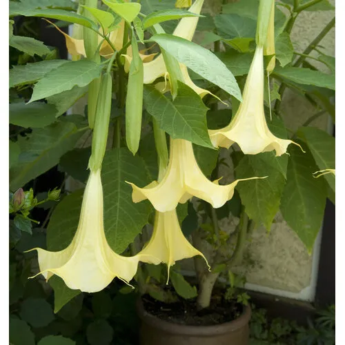 Junai.nl Brugmansia Datura aurea | Engelentrompet | 100 cm hoog | 32 cm pot