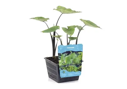 Moerings Colocasia Tea Cup | Thee Kop Taro | In 18CM Mand Kant en Klaar