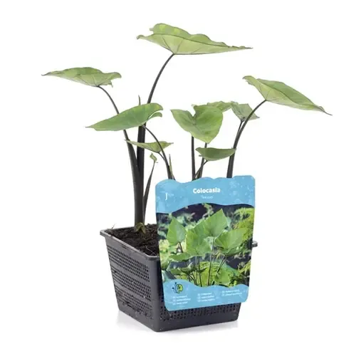 Moerings Colocasia Tea Cup | Thee Kop Taro | In 18CM Mand Kant en Klaar