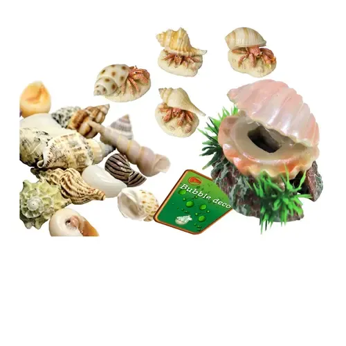 Schelpen