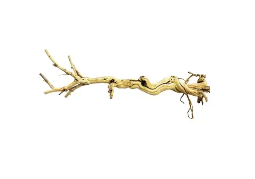 Repto Dragon Tree 90-105Cm