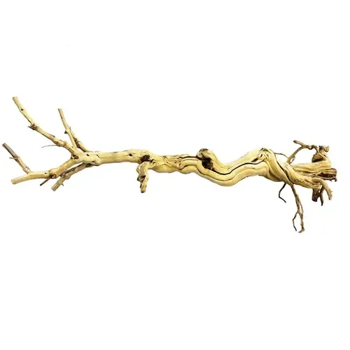 Repto Dragon Tree 90-105Cm