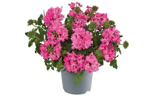 Junai.nl Tukana Scarlet Verbena | 11 cm pot | 10–20 cm hoog | gemixte kleuren | per stuk