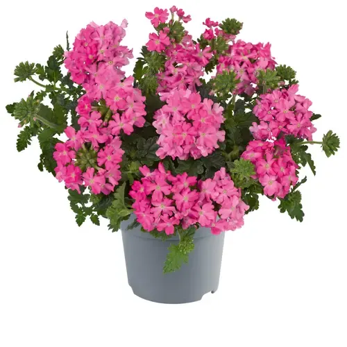 Junai.nl Tukana Scarlet Verbena | 11 cm pot | 10–20 cm hoog | gemixte kleuren | per stuk