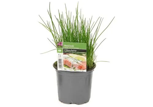 Junai.nl Bieslook | 12 cm pot | ca. 15 cm hoog