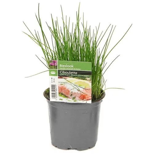 Junai.nl Bieslook | 12 cm pot | ca. 15 cm hoog