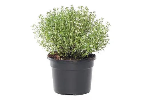 Junavera Tijm | 10 cm pot | ca. 10–15 cm hoog
