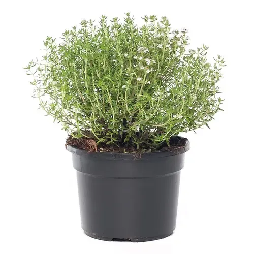 Junavera Tijm | 10 cm pot | ca. 10–15 cm hoog