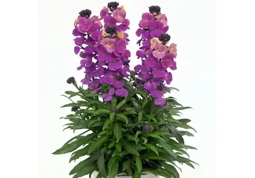 Junai.nl Erysimum linifolium Purple Glow | paars geel | 30 cm hoog | 12 cm pot