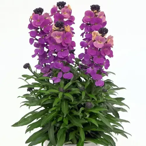 Junai.nl Erysimum linifolium Purple Glow | paars geel | 30 cm hoog | 12 cm pot