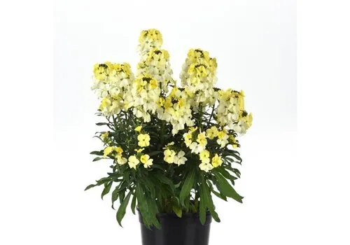 Junai.nl Erysimum 'Leya Lemon Glow' | 30 cm hoog | 13 cm pot