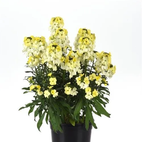 Junai.nl Erysimum 'Leya Lemon Glow' | 30 cm hoog | 13 cm pot