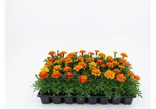 Junai.nl Tray Afrikaantjes | Tagetes | 32 stuks | ca. 5-10 cm hoog