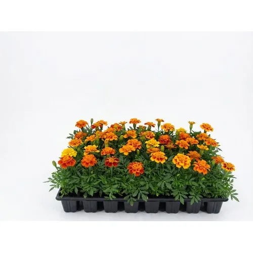 Junai.nl Tray Afrikaantjes | Tagetes | 32 stuks | ca. 5-10 cm hoog