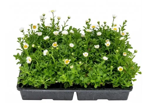 Junai.nl Chrysanthemum paludosum tray 32 stuks | wit | ca. 10–15 cm hoog