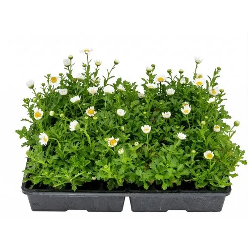 Junai.nl Chrysanthemum paludosum tray 32 stuks | wit | ca. 10–15 cm hoog
