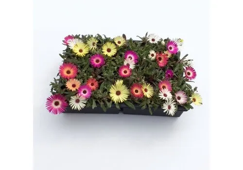 Junai.nl Dorotheanthus | alle kleuren mix | tray 32 planten | 5–10 cm hoog