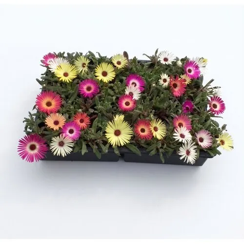 Junai.nl Dorotheanthus | alle kleuren mix | tray 32 planten | 5–10 cm hoog